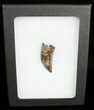 Inch Nanotyrannus Tooth - South Dakota #4547-2